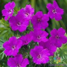 25 Seeds Tiny Monster Geranium Seeds For Garden Planting Easy to Grow