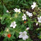 25 Seeds Trevors White Geranium Seeds For Garden Planting Easy to Grow