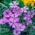 25 Seeds Tuberosum Geranium Seeds For Garden Planting Easy to Grow