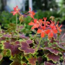 25 Seeds Vancouver Centennial Geranium Seeds For Garden Easy to Grow