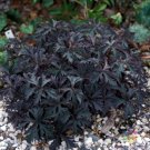 25 Seeds Victor Reiter Junior Geranium Seeds For Garden Easy to Grow