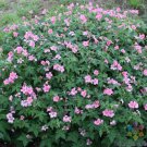 25 Seeds Wageningen Geranium Seeds For Garden Planting Easy to Grow