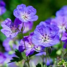 25 Seeds Waterers Blue Geranium Seeds For Garden Planting Easy to Grow