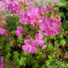 25 Seeds Westray Geranium Seeds For Garden Planting Easy to Grow