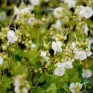25 Seeds Whiteness Geranium Seeds For Garden Planting Easy to Grow