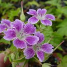 25 Seeds Whiteleaf Geranium Seeds For Garden Planting Easy to Grow