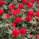 25 Seeds Wilhelm Langguth Geranium Seeds For Garden Planting Easy to Grow