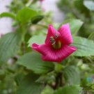 25 Seeds Hawaired Cranesbill Geranium Seeds For Garden Easy to Grow