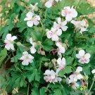 25 Seeds Harz Geranium Seeds For Garden Planting Easy to Grow