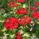 25 Seeds Happy Thought Geranium Seeds For Garden Planting Easy to Grow