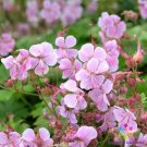 25 Seeds Hanne Geranium Seeds For Garden Planting Easy to Grow