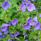 25 Seeds Gravetye Geranium Seeds For Garden Planting Easy to Grow