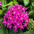 25 Seeds Graffitviolet Geranium Seeds For Garden Planting Easy to Grow