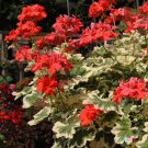 25 Seeds Glitteratice Queen Geranium Seeds For Garden Easy to Grow