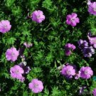 25 Seeds Glenluce Geranium Seeds For Garden Planting Easy to Grow