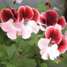 25 Seeds Gardeners Joy Geranium Seeds For Garden Planting Easy to Grow