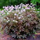 25 Seeds Espresso Geranium Seeds For Garden Planting Easy to Grow
