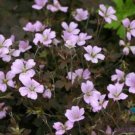 25 Seeds Dky Rose Geranium Seeds For Garden Planting Easy to Grow
