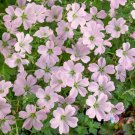 25 Seeds Dreamland Geranium Seeds For Garden Planting Easy to Grow