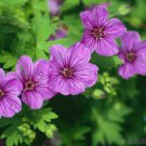 25 Seeds Dilys Geranium Seeds For Garden Planting Easy to Grow