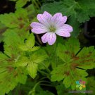 25 Seeds Dawn Time Geranium Seeds For Garden Planting Easy to Grow