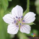 25 Seeds David Rowlinson Geranium Seeds For Garden Planting Easy to Grow