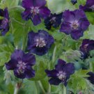 25 Seeds Dark Form Geranium Seeds For Garden Planting Easy to Grow