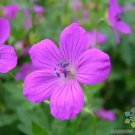 25 Seeds Danny Boy Geranium Seeds For Garden Planting Easy to Grow