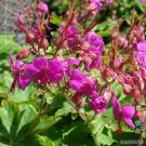25 Seeds Czakor Macrorrhizum Geranium Seeds For Garden Easy to Grow