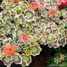 25 Seeds Crazy Colors Mrs Pollock Geranium Seeds For Garden Easy to Grow