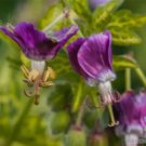 25 Seeds Conny Broe Geranium Seeds For Garden Planting Easy to Grow