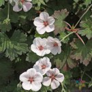 25 Seeds Coombland White Geranium Seeds For Garden Planting Easy to Grow