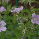 25 Seeds Coquetedale Lilac Geranium Seeds For Garden Planting Easy to Grow