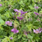 25 Seeds Claudine Dupont Geranium Seeds For Garden Planting Easy to Grow