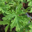 25 Seeds Citrosa Mosquito Repellent Geranium Seeds For Garden Easy to Grow