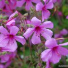 25 Seeds Canary Island Palmatum Geranium Seeds For Garden Easy to Grow