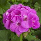 25 Seeds Calliope Lavender Geranium Seeds For Garden Planting Easy to Grow