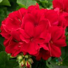 25 Seeds Calliope Dark Red Geranium Seeds For Garden Planting Easy to Grow