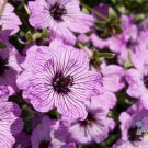 25 Seeds Ballerina Geranium Seeds For Garden Planting Easy to Grow