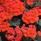 25 Seeds Caliente Orange Geranium Seeds For Garden Planting Easy to Grow
