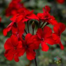 25 Seeds Caliente Fire Geranium Seeds For Garden Planting Easy to Grow