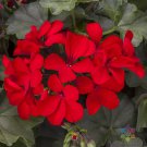 25 Seeds Caliente Deep Red Geranium Seeds For Garden Planting Easy to Grow