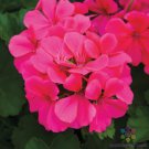 25 Seeds Caliente Dark Rose Geranium Seeds For Garden Planting Easy to Grow