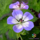 25 Seeds Buxtons Blue Geranium Seeds For Garden Planting Easy to Grow