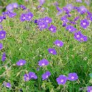 25 Seeds Brookside Geranium Seeds For Garden Planting Easy to Grow