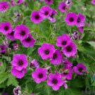 25 Seeds Bressingham Flair Geranium Seeds For Garden Planting Easy to Grow