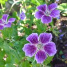 25 Seeds Blueberry Ice Geranium Seeds For Garden Planting Easy to Grow