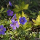 25 Seeds Blue Sunrise Blugold Geranium Seeds For Garden Easy to Grow