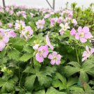 25 Seeds Beth Chatto Geranium Seeds For Garden Planting Easy to Grow
