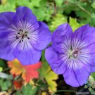 25 Seeds Azure Rh Geranium Seeds For Garden Planting Easy to Grow